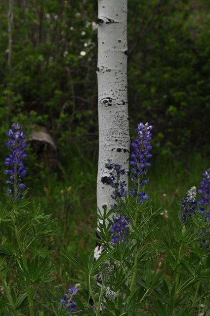 Big Al Trail of aspens